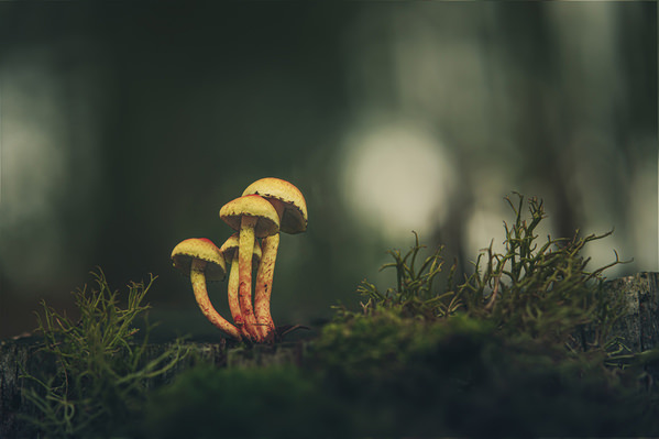 Photograph Antonio Coelho Fungi And Liquens on One Eyeland