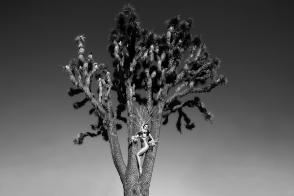 Photograph Roberto Manetta Joshua Tree on One Eyeland