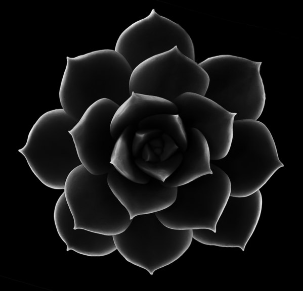Photograph Francisco Kitzberger Mandala on One Eyeland