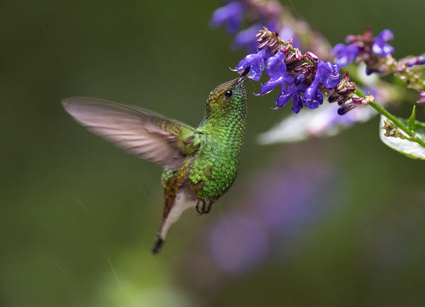 Photograph Tin Sang Chan Coppery Headed Emerald Hummingbird on One Eyeland
