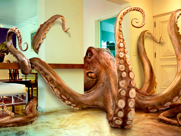 Photograph Platinum Fmd Octopus on One Eyeland
