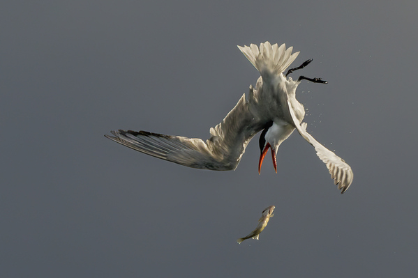 Photograph Tin Sang Chan Fish Chasing on One Eyeland