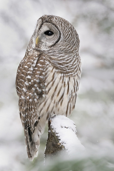 Photograph Tin Sang Chan Barred Owl on One Eyeland