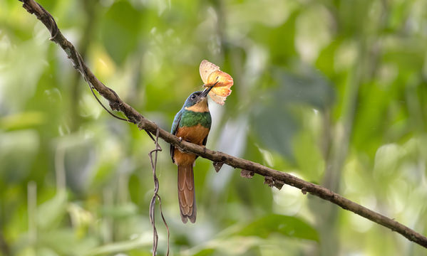 Photograph Tin Sang Chan Rufous Tailed Jacamar Flapin G Pink Butterfly on One Eyeland