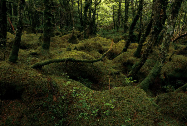 Photograph Kousuke Kitajima Moss Forest on One Eyeland