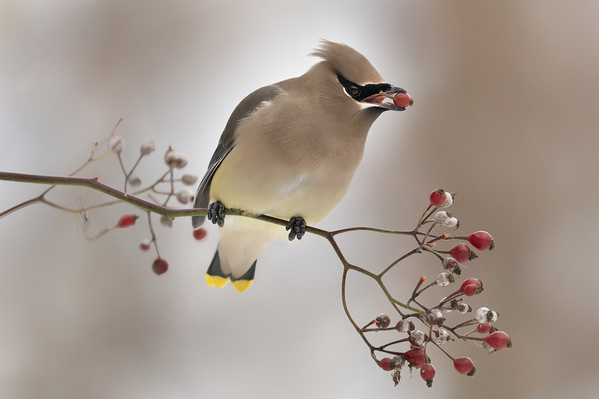 Photograph Tin Sang Chan Cedar Waxwing With Tiny Berry on One Eyeland
