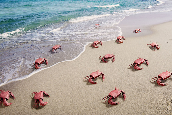 Photograph Simon And Kim Crab Origami Story on One Eyeland