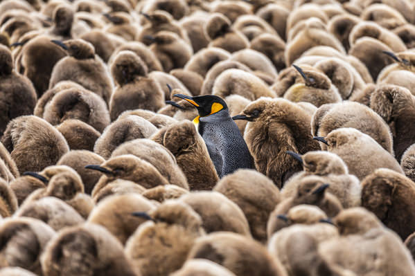 Photograph Andy Pollard Odd One Out on One Eyeland