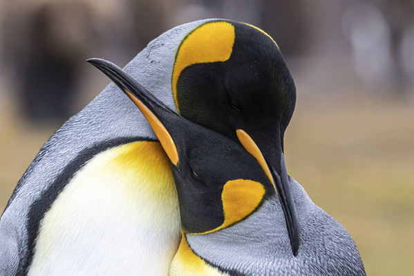Photograph Andy Pollard King Penguin Affection on One Eyeland