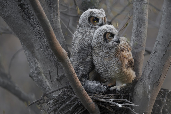 Photograph Tin Sang Chan Great Horned Owlet on One Eyeland