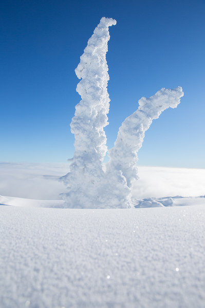 Photograph Woods Wheatcroft Snow Ghosts on One Eyeland