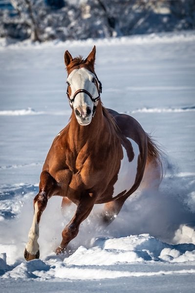Photograph Thomas Gutschi Sugar on One Eyeland