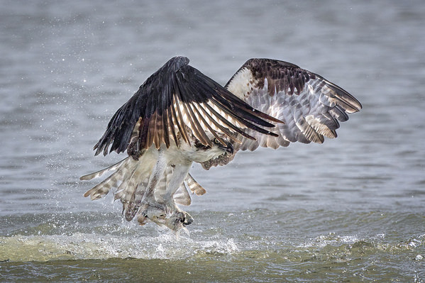 Photograph Tin Sang Chan Freash Catch on One Eyeland
