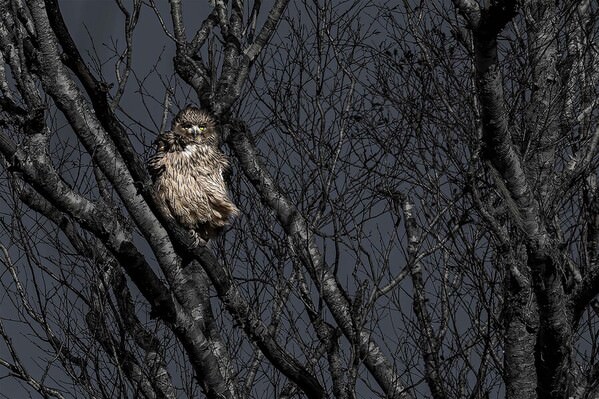 Photograph Atsuko Kawaguchi Ninja Owl on One Eyeland