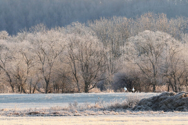 Photograph Atsuko Kawaguchi In The Frost Morning on One Eyeland