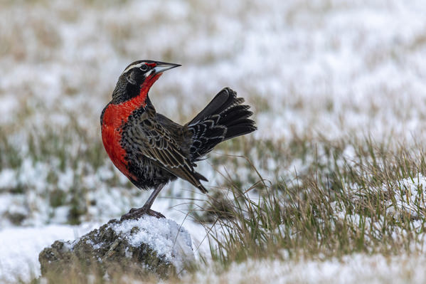 Photograph Andy Pollard Elegant In The Snow on One Eyeland