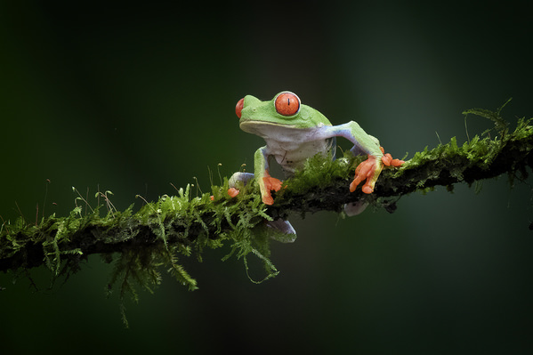Photograph Tin Sang Chan Red Eye Tree Frog on One Eyeland