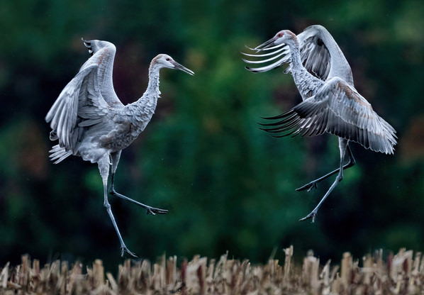 Photograph Tin Sang Chan Dancing Crane on One Eyeland