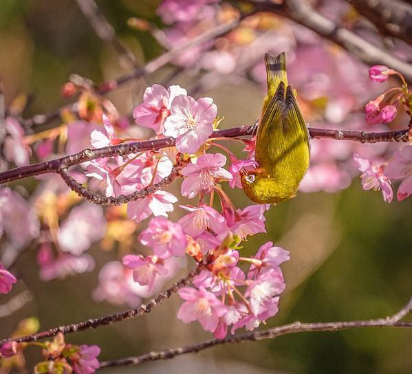 Photograph Yoshitaka Aida White Eye And Sakura on One Eyeland