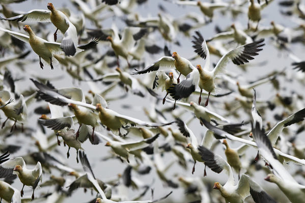 Photograph Tin Sang Chan All Together Fly on One Eyeland