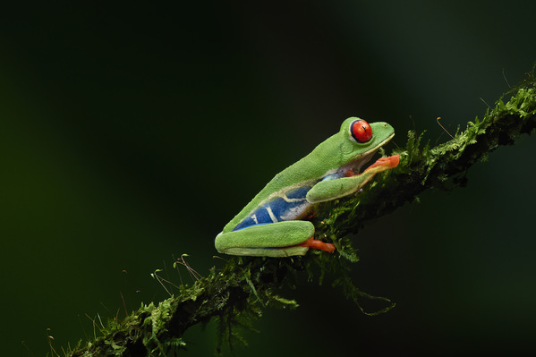 Photograph Tin Sang Chan Red Eye Tree Frog on One Eyeland