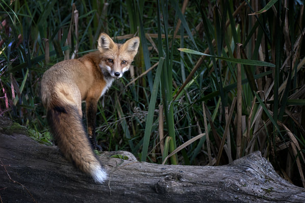 Photograph Tin Sang Chan Red Fox Look Back on One Eyeland