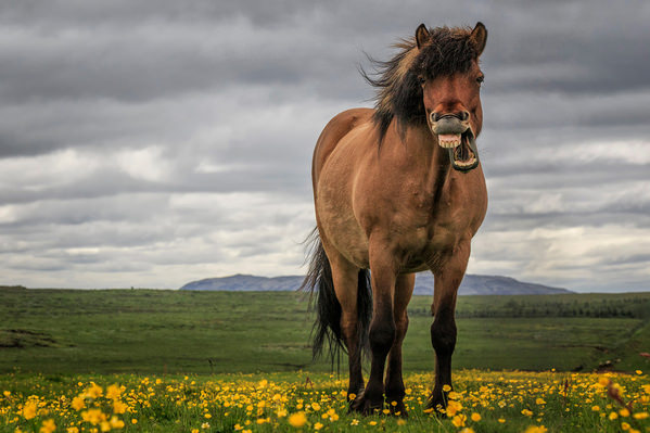 Photograph Bragi Ingibergsson Brin Mood Iii on One Eyeland