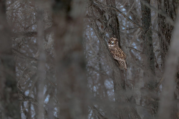 Photograph Atsuko Kawaguchi Deep In The Forest on One Eyeland