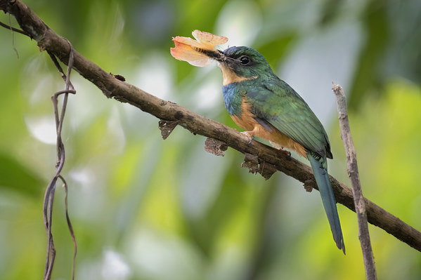 Photograph Tin Sang Chan Rufous Tailed Jacamar on One Eyeland