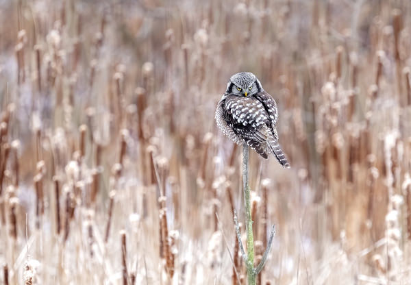 Photograph Tin Sang Chan Northern Hawk Owl Look Back on One Eyeland