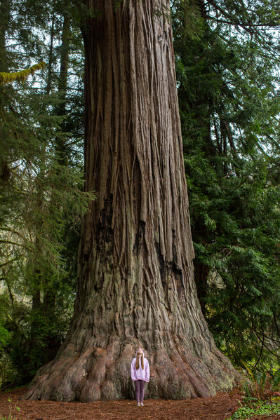 Photograph Woods Wheatcroft Grandmother Tree on One Eyeland