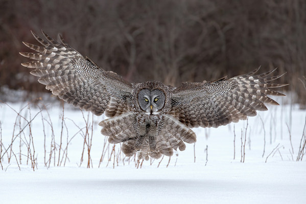 Photograph Tin Sang Chan Great Gray Owl on One Eyeland