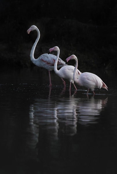 Photograph Davide Giannetti Odd Numbers on One Eyeland