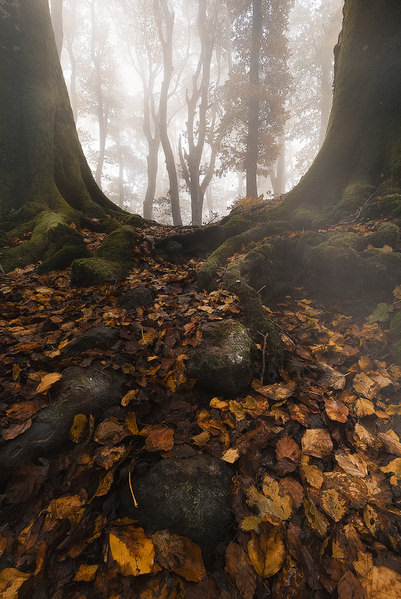 Photograph Davide Giannetti Whispering Trees on One Eyeland