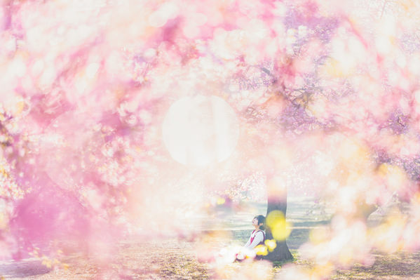 Photograph Hiromichi Shimizu Under A Cherry Tree on One Eyeland