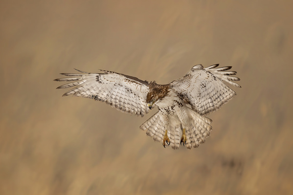 Photograph Tin Sang Chan Red Tail Hawk on One Eyeland