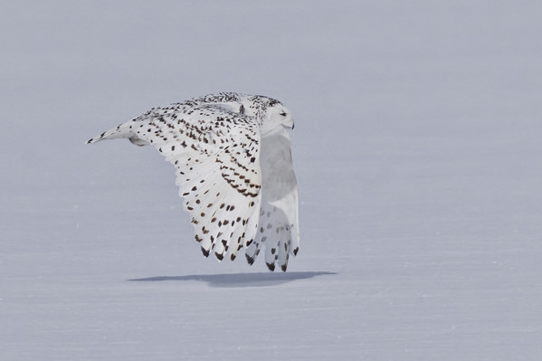 Photograph Tin Sang Chan Snowy Owl on One Eyeland