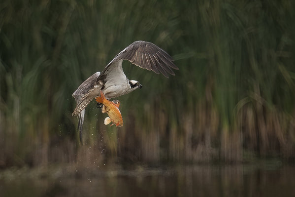 Photograph Tin Sang Chan Gold Fish on One Eyeland