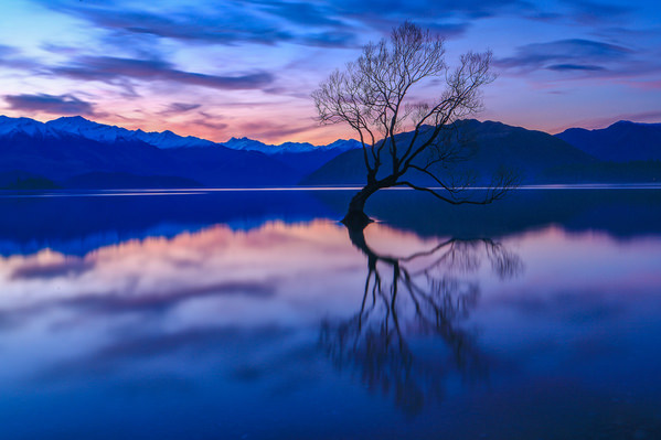 Photograph Shao Yang Su That Wanaka Tree on One Eyeland