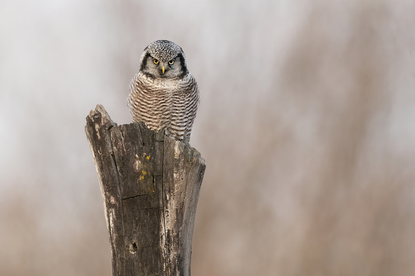 Photograph Tin Sang Chan Northern Hawk Owl Starting on One Eyeland