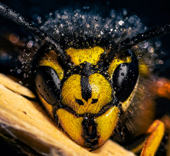 Photograph Wojciech Sobiesiak Wasp Up on One Eyeland