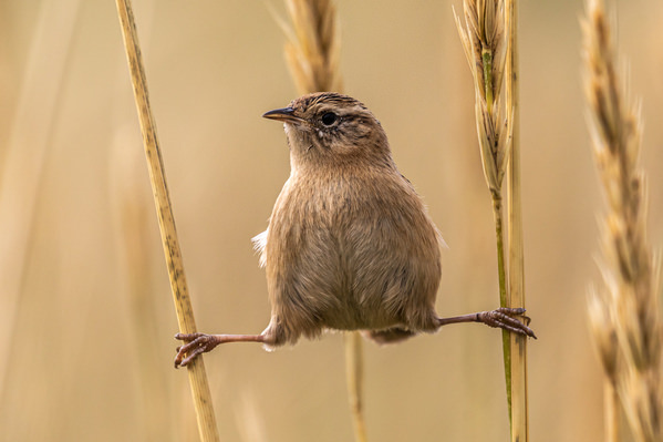 Photograph Andy Pollard Wren Doing Yoga on One Eyeland