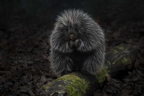 Photograph Tin Sang Chan Porcupine on One Eyeland