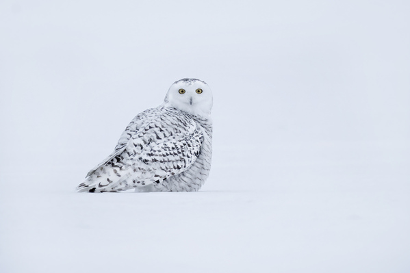 Photograph Tin Sang Chan Snowy Owl Starting on One Eyeland