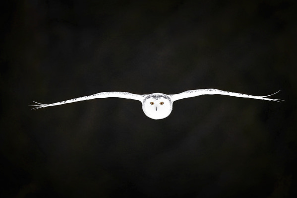 Photograph Tin Sang Chan In Flight on One Eyeland