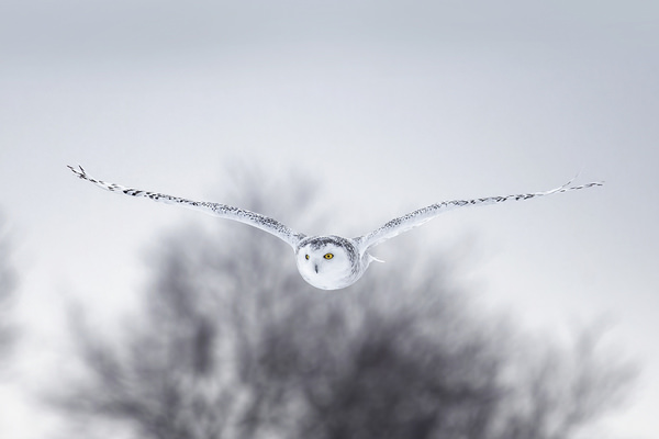 Photograph Tin Sang Chan Snowy Owl In Flight on One Eyeland