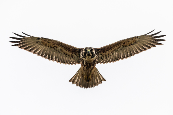 Photograph Andy Pollard Hovering Hawk on One Eyeland