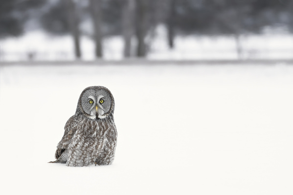 Photograph Tin Sang Chan Great Gray Owl Starting on One Eyeland