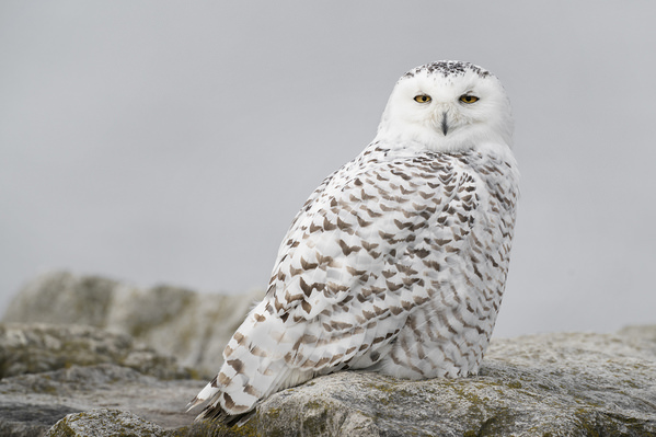 Photograph Tin Sang Chan Snowy Owl Starting on One Eyeland