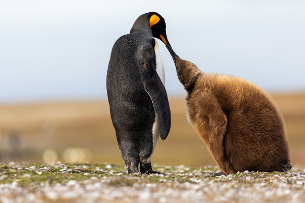 Photograph Andy Pollard Penguin Bond on One Eyeland